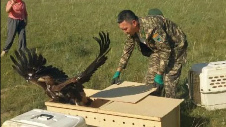 Жетісуда төрт бүркіт табиғи ортаға жіберілді