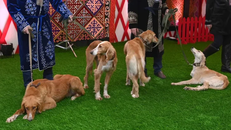 Қазақтың тазы ит тұқымына кімнің құқығы бар: сот шешім шығарды