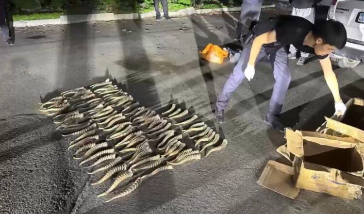 Жетісу облысында киік мүйіздерінің заңсыз саудасы әшкереленді