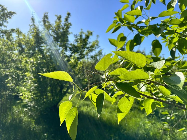 +37°C дейін аптап ыстық пен шаңды дауыл – 8 мамырға арналған ауа-райы болжамы