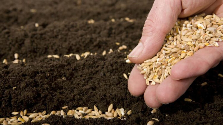 Жер жыртылып, тұқым себілді