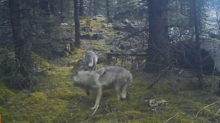 Жыртқыштар фототұзаққа түсіп қалды