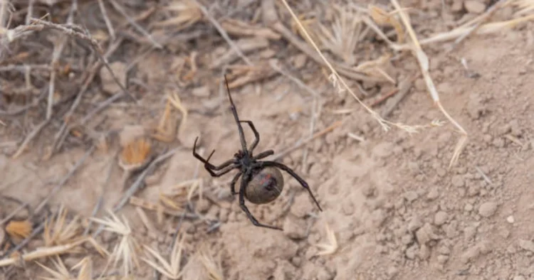Талдықорғанда қарақұрт шағу деректері тіркелді: бір адам жансақтау бөлімінде жатыр