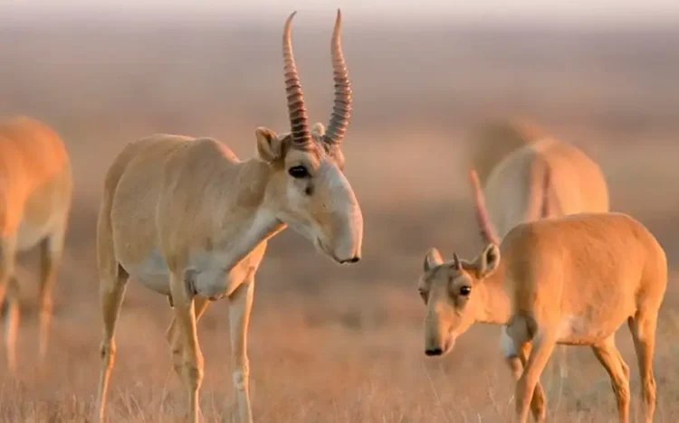 Қазақстанда қанша киік атылуы мүмкін