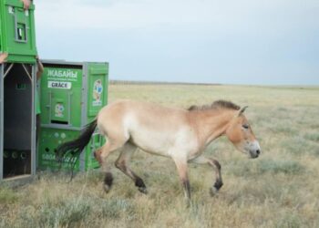 Қазақстанға керқұландардың жаңа тобы әкелінді