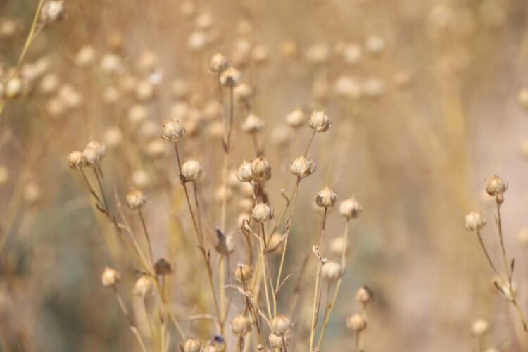 Биыл Жетісуда рапс, зығыр және үрмебұршақ өсіруге ден қойылды