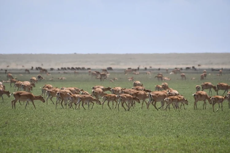 Қазақстанда шамамен 800 мың киік атылмақ