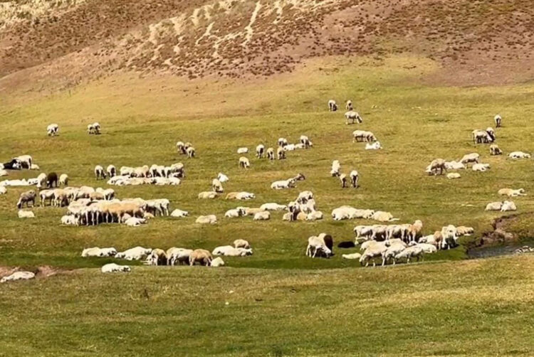 Жайлауға көш