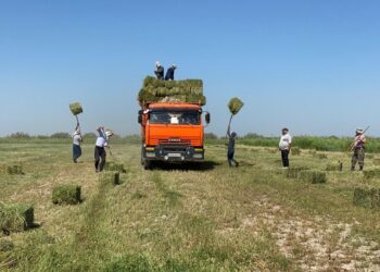 Жоңышқаның екінші орымы басталды