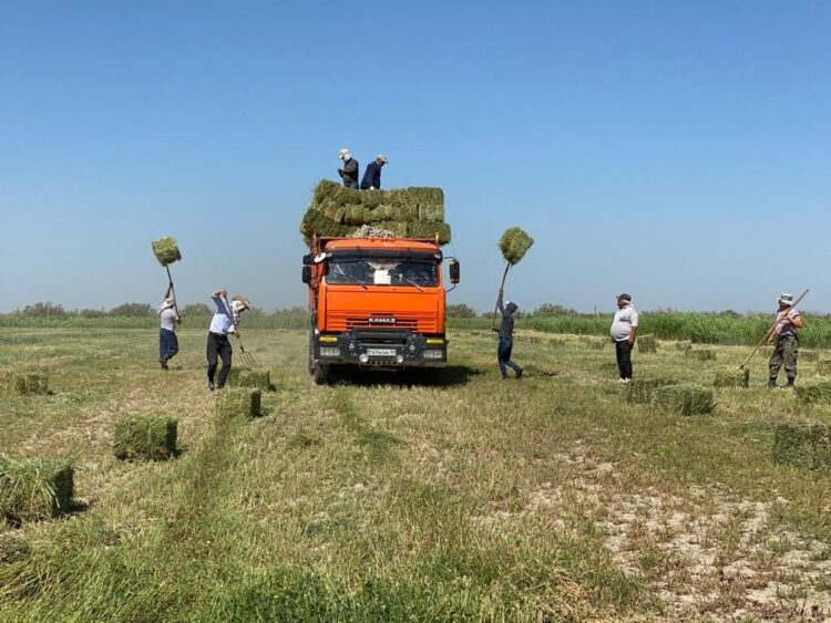 Жоңышқаның екінші орымы басталды