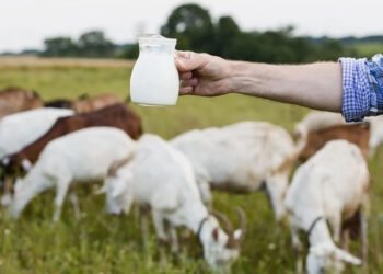 Ғалымдар дәлелдеді: ешкі сүті қартаю белгілерін баяулатады