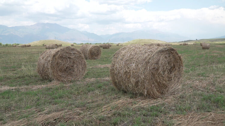 Шабындық қурап жатыр