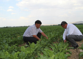 Егін – елдің ырзығы