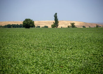 Қант өндірісіндегі серпіліс: Ақсу зауытының даму қарқыны