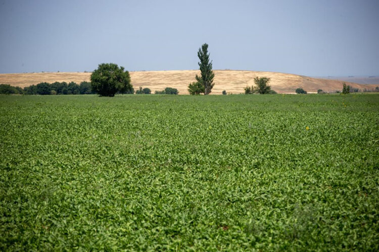 Қант өндірісіндегі серпіліс: Ақсу зауытының даму қарқыны