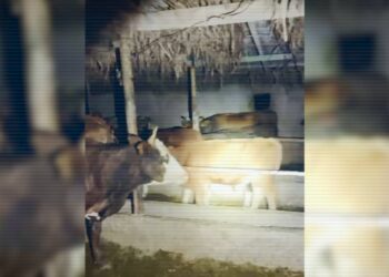 Жетісуда мал ұрыларының тобы ұсталды: 40-тан астам ірі қара тәркіленді