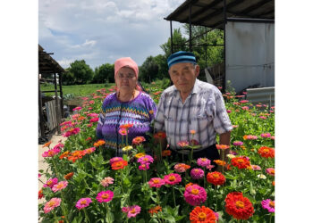 Қанат қайырылмасын