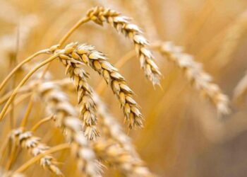 Қазақстанда егін орағы қызу жүріп жатыр