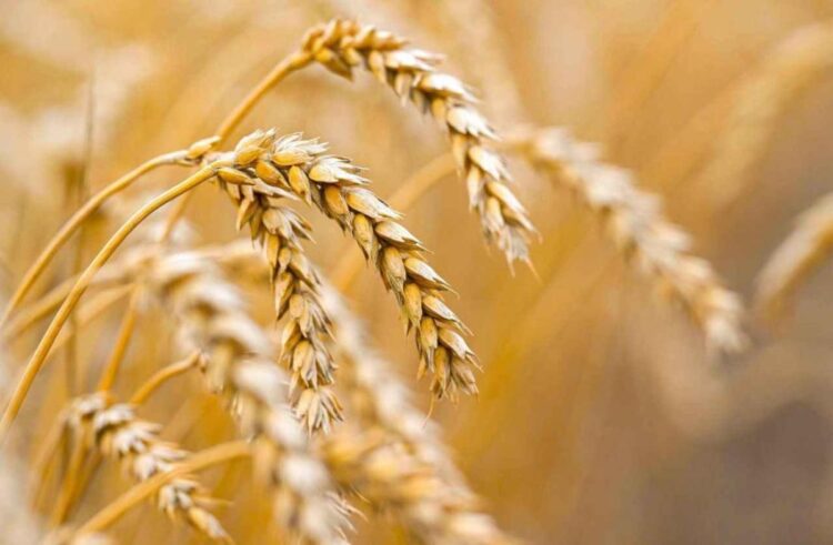 Қазақстанда егін орағы қызу жүріп жатыр