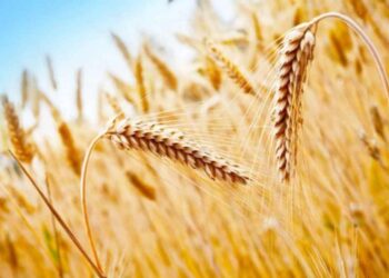 Қазақстанда жалпы егіс алқаптарының 74,9%-ы жиналды