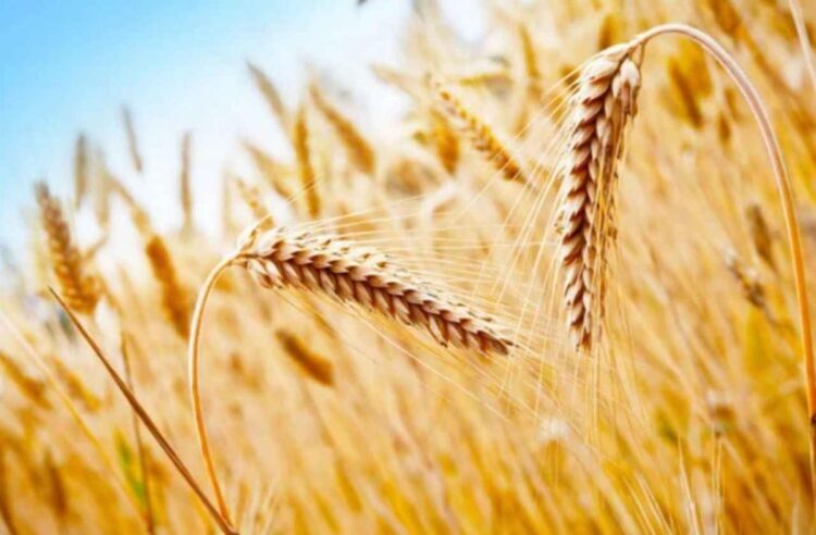 Қазақстанда жалпы егіс алқаптарының 74,9%-ы жиналды