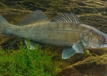 Қазақстанда бағалы балықтар мен су жануарларының жаңа тізімі бекітілді