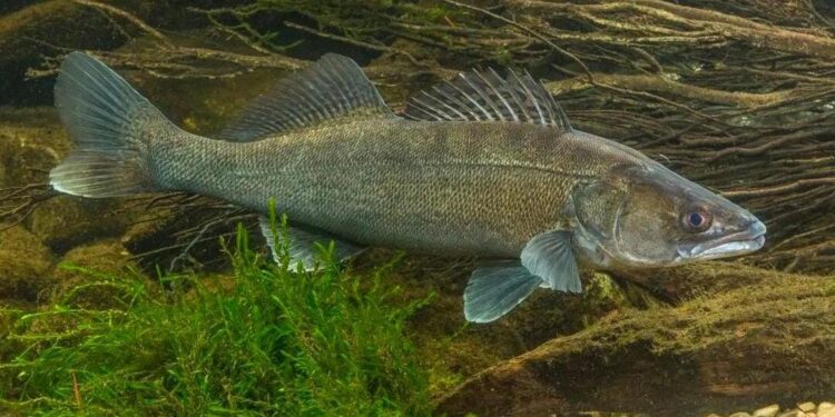 Қазақстанда бағалы балықтар мен су жануарларының жаңа тізімі бекітілді