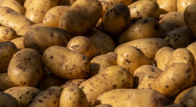 Алдағы көктемде картоп бағасы 185 теңгеден аспайды