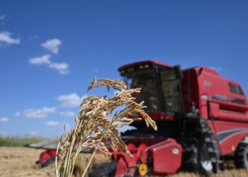 Жетісулық шаруалар күріш жинау науқанын бастады