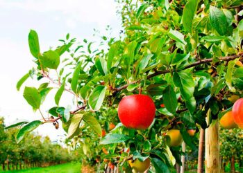 Құнарлы құмда жайқалған бау-бақша