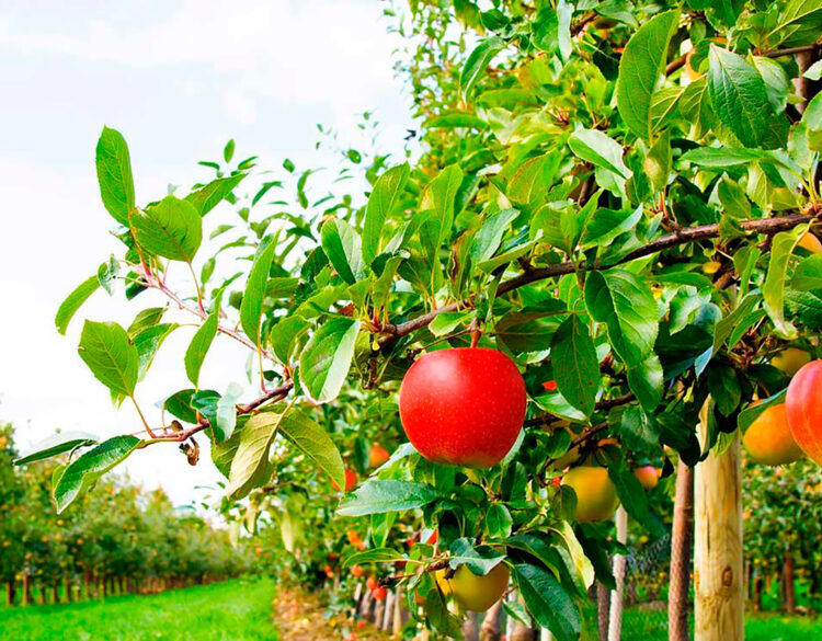 Құнарлы құмда жайқалған бау-бақша