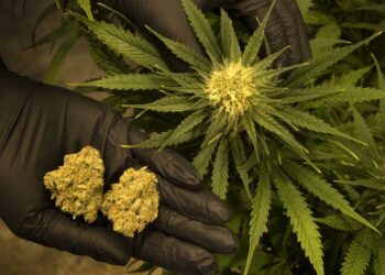 Жетісуда 10 килограмнан астам марихуана тәркіленді