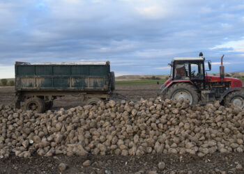 Егіс алқабының қайтарымы мол