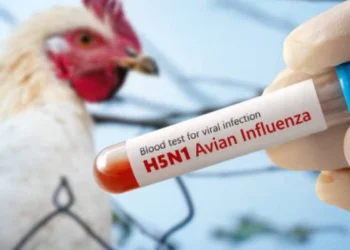 Әлемде құс тұмауы өршіп жатыр