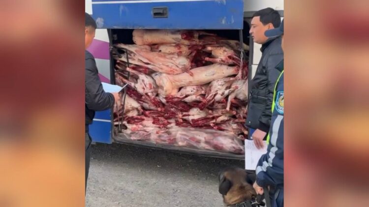 Жетісу облысында полицейлер заңсыз ет тасымалдау деректерін анықтады