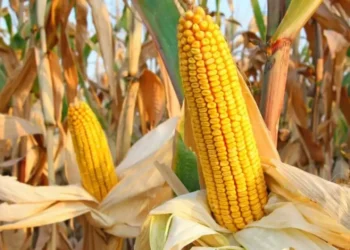 Қамба алтын дәнге толды