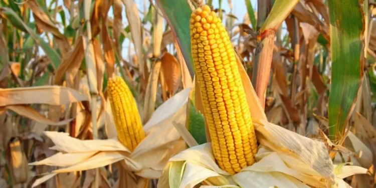 Қамба алтын дәнге толды