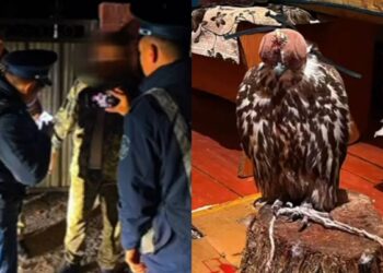 Жетісуда сұңқарды заңсыз ұстаған тұрғын ұсталды