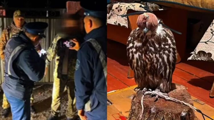 Жетісуда сұңқарды заңсыз ұстаған тұрғын ұсталды