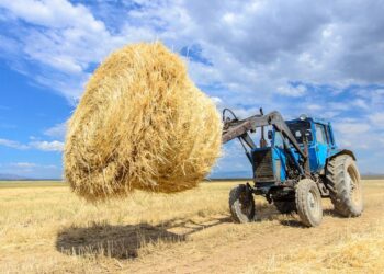 Жетісуда мал қыстату маусымына 2 млн тоннадан астам жем-шөп дайындалды