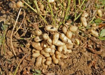 Жетісу облысында жержаңғақ өсіріле бастады