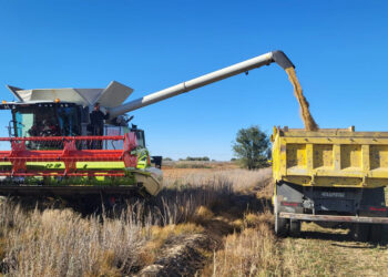 Табысты майлы дақыл