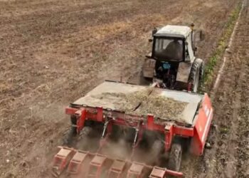 Жетісуда тәтті түбір жинау науқаны қарқынды жүріп жатыр