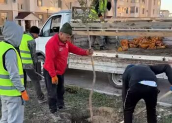 Талдықорғанда 700 түп ағаш отырғызылды