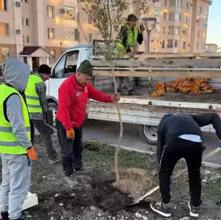 Талдықорғанда 700 түп ағаш отырғызылды