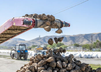 Жетісудың аграрлық әлеуеті артып келеді