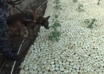 Талдықорғанда полицейлер қарасора өсірген тұрғынды ұстады