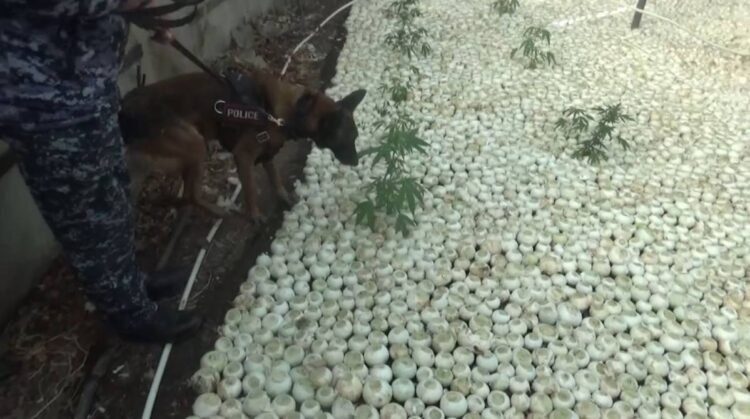 Талдықорғанда полицейлер қарасора өсірген тұрғынды ұстады