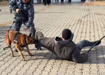 Жетісу университетінде полиция мен кинологтар студенттерге шеберлік көрсетті