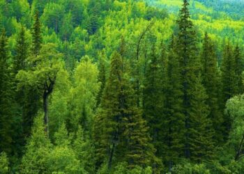 Жетісуда 9 мың гектар жер орман қорына берілді